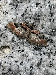 Attēlu rezultāti vaicājumam “Catarhoe rubidata”