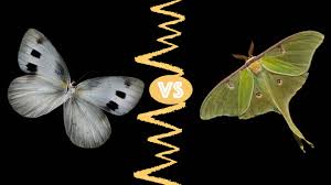 Attēlu rezultāti vaicājumam “Lepidoptera”