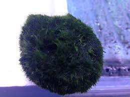 Imagini pentru Cladophora aegagropila