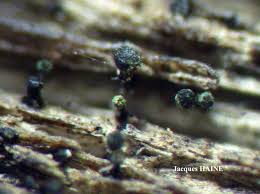 Attēlu rezultāti vaicājumam “Calicium adspersum”