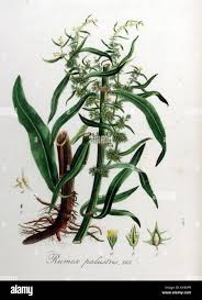 Attēlu rezultāti vaicājumam “Rumex aquaticus leaf”