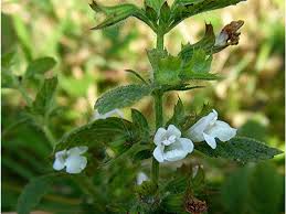 Image result for Melissa officinalis