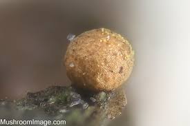 Attēlu rezultāti vaicājumam “Hemitrichia sordivesiculosa macro”