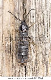 Attēlu rezultāti vaicājumam “Phosphaenus hemipterus”