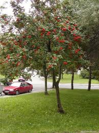 Attēlu rezultāti vaicājumam “Sorbus aucuparia”