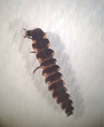 Attēlu rezultāti vaicājumam “Lampyris noctiluca larva”