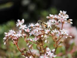 Image result for Mauerpfeffer