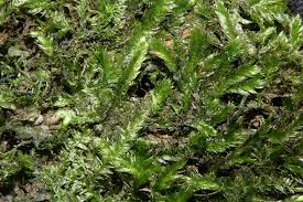 Attēlu rezultāti vaicājumam “Taxiphyllum wissgrillii”