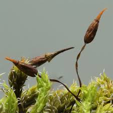 Attēlu rezultāti vaicājumam “Racomitrium canescens sporophyte”