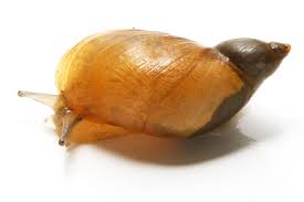 Attēlu rezultāti vaicājumam “Succinea”