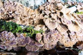 Attēlu rezultāti vaicājumam “Trichaptum biforme”