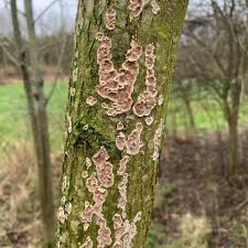 Attēlu rezultāti vaicājumam “Stereum rugosum”