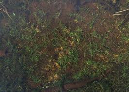 Attēlu rezultāti vaicājumam “Subularia aquatica”