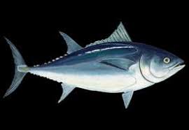 Image result for Thunnus maccoyii