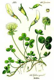 Attēlu rezultāti vaicājumam “Trifolium fragiferum leaf”