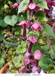 Image result for Rhodochiton atrosanguineum