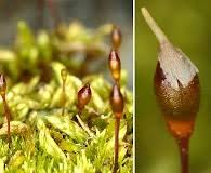 Attēlu rezultāti vaicājumam “Pylaisia polyantha”