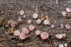 Attēlu rezultāti vaicājumam “Ombrophila violacea”