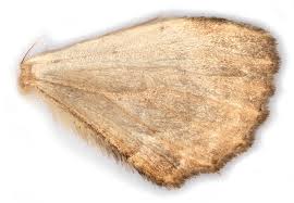 Attēlu rezultāti vaicājumam “Pelurga comitata”