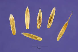 Attēlu rezultāti vaicājumam “Lolium perenne”