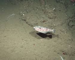 Image result for Parophrys vetulus