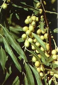 Attēlu rezultāti vaicājumam “Poa angustifolia fruit”