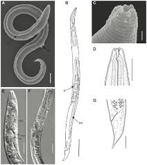Attēlu rezultāti vaicājumam “Comatricha elegans var. microspora”