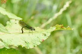 Attēlu rezultāti vaicājumam “Calopteryx splendens”