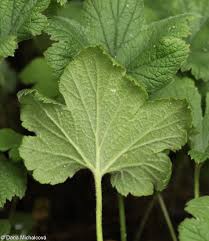 Attēlu rezultāti vaicājumam “Waldsteinia geoides”