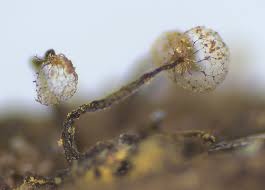 Attēlu rezultāti vaicājumam “Trichia scabra spores”