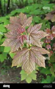 Attēlu rezultāti vaicājumam “Acer pseudoplatanus leaf”