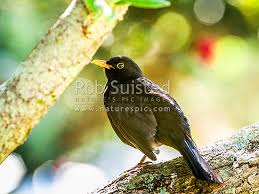 Attēlu rezultāti vaicājumam “Turdus merula male”