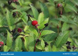 Attēlu rezultāti vaicājumam “Rubus illecebrosus fruit”