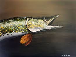Image result for Esox lucius
