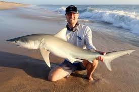 Image result for Carcharhinus isodon