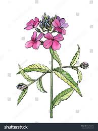 Attēlu rezultāti vaicājumam “Hesperis matronalis bud”