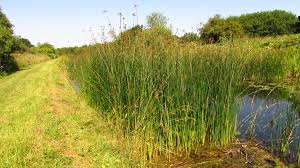 Attēlu rezultāti vaicājumam “Schoenoplectus lacustris subsp. glaucus bud”