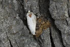 Attēlu rezultāti vaicājumam “Lymantria dispar”