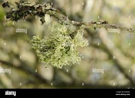 Attēlu rezultāti vaicājumam “Ramalina calicaris”