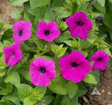 Image result for Petunia