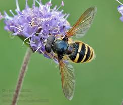 Attēlu rezultāti vaicājumam “Sericomyia silentis”