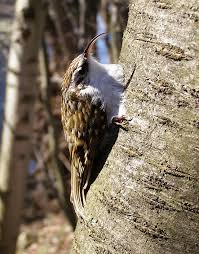 Attēlu rezultāti vaicājumam “Certhia familiaris”