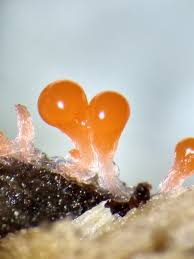 Attēlu rezultāti vaicājumam “Trichia crateriformis macro”