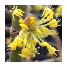 Attēlu rezultāti vaicājumam “Cornus mas flower”