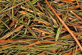 Attēlu rezultāti vaicājumam “Ledum palustre leaf”