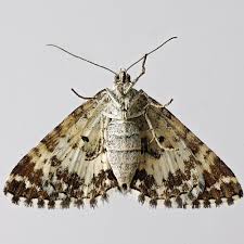 Attēlu rezultāti vaicājumam “Epirhoe tristata”