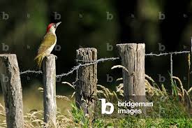 Attēlu rezultāti vaicājumam “Picus viridis”