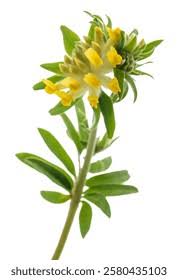 Attēlu rezultāti vaicājumam “Anthyllis maritima bud”