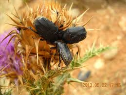 Attēlu rezultāti vaicājumam “Bitoma crenata imago”