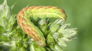 Attēlu rezultāti vaicājumam “Lacanobia contigua larva”